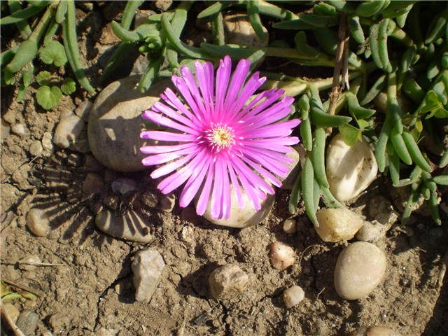 delosperma